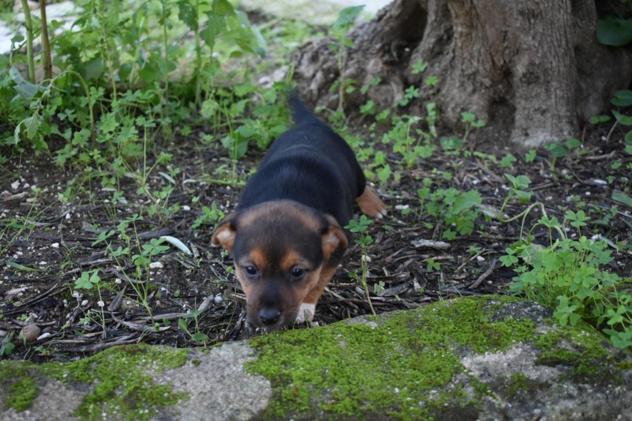 La Casetta Nel Bosco Apartman Calatafimi Kültér fotó